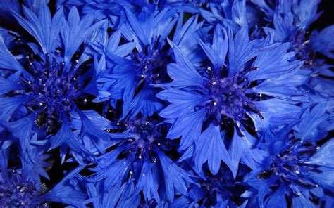 The black magic of the cornflower blue idol